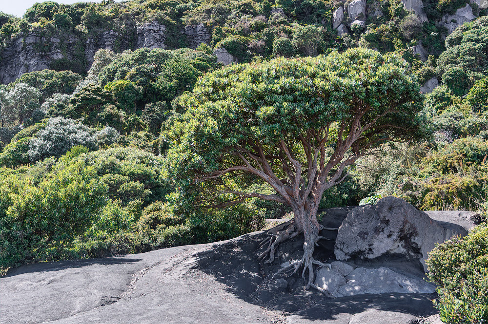 Kanarischer Auswanderer?