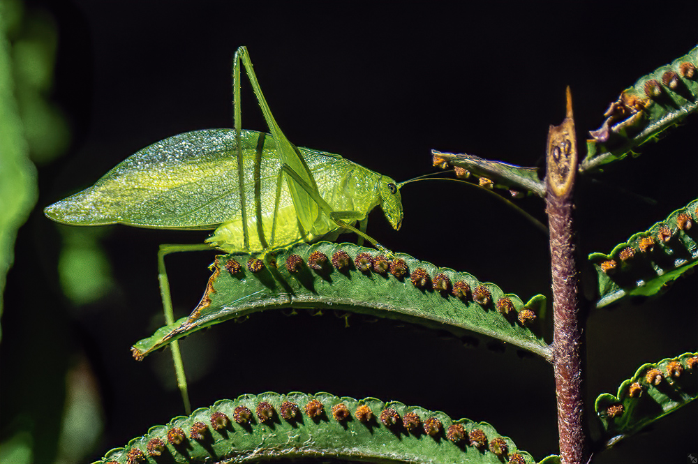 Katydid