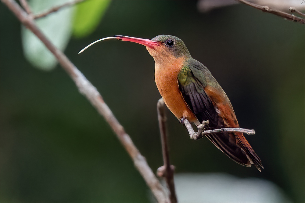 Mit rausgestreckter Zunge