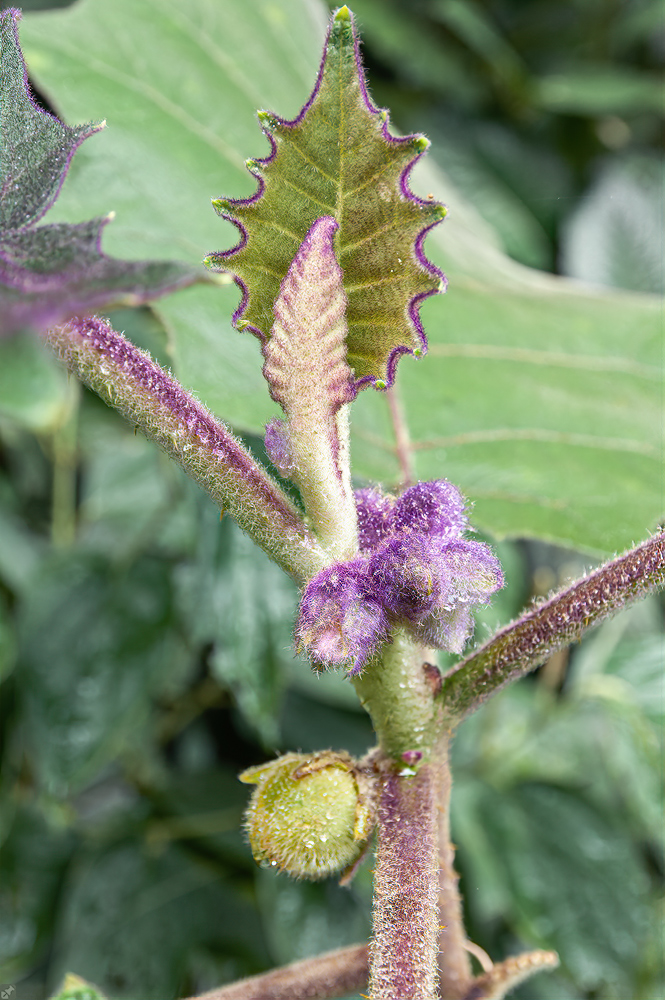 Naranjilla