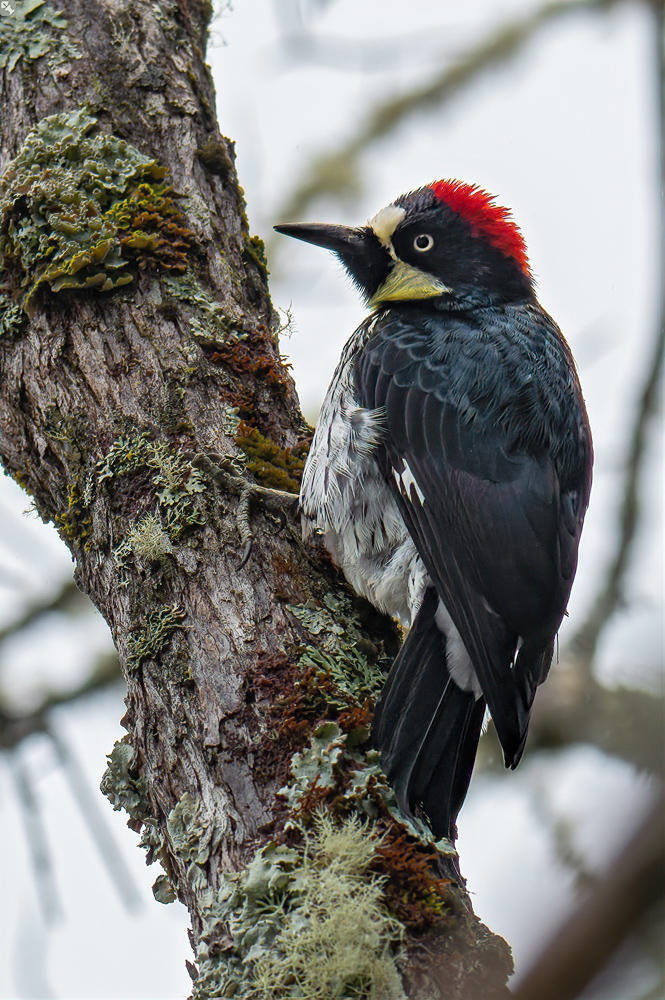 Nicht auf Eicheln fixiert
