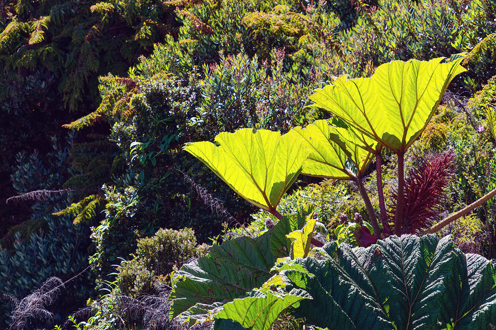 Regenschirm für Arme