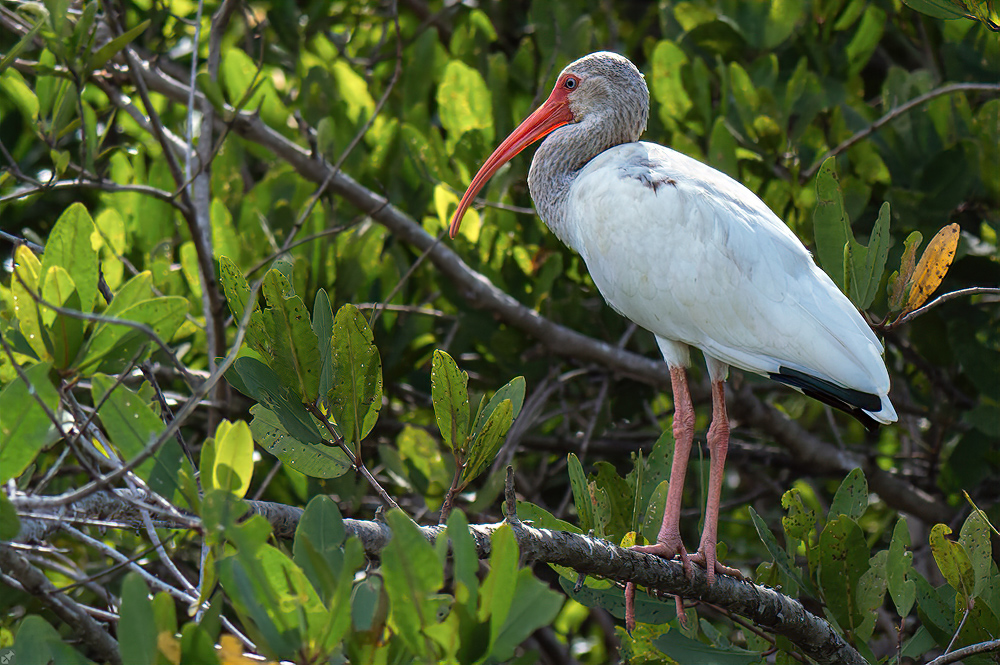Schnee in den Tropen