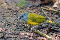Ameisenjäger  Der feuchte, moorige Schwemmlandbereich an der Pazifikküste mit vermodernden Hölzern stellt den bevorzugten Lebensraum dieser kleinen Tangare in Costa Rica dar. Auf dem dämmerigen Boden herumsuchend pickt sie unablässig kleine Insekten, meist Ameisen, auf.   Gray-headed Tanager  (Eucometis penicillata)  Graukopftangare : Gray-headed Tanager,Eucometis penicillata,Graukopftangare
