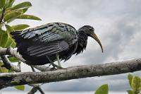 Baumbrüter  Auf dem höchsten Ast des Baumes hockend, war der Ibis nur als großer, formloser schwarzer Vogel zu erkennen. Erst das Tele holte ihn bildfüllend heran, mangels Sonne leider ohne den namensgebenden metallischgrünen Glanz des Gefieders.   Green Ibis  (Mesembrinibis cayennensis)  Grünibis, Cayenneibis : Green Ibis,Mesembrinibis cayennensis,Grünibis,Cayenneibis