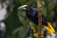 Blauauge  Von Mexiko bis hinunter nach Costa Rica beschränkt sich das Vorkommen der nach dem deutschen Ornithologen Johann Georg Wagler benannten Oropendolas auf die karibischen Tieflande. Erst in Panama und im nördlichen Kolumbien besiedelt er auch die pazifischen Küstenbereiche.   Chestnut-headed Oropendola  (Psarocolius wagleri)  Rotkopf-Stirnvogel : Chestnut-headed Oropendola,Psarocolius wagleri,Rotkopf-Stirnvogel