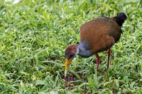 Bodenbrüter  Meist erst in der Dämmerung verläßt die von Mexiko bis hinunter nach Costa Rica vorkommende Ralle das schützende Unterholz auf der Suche nach Insekten, Spinnen und Weichtieren. In das auf dem Boden gebaute Nest legt das Weibchen vier Eier und brütet sie in 19 Tagen fast im Alleingang aus. Die Nestlinge verlassen bereits nach einem Tag das Nest, werden aber von den Eltern weiterhin mit Nahrung versorgt.   Russet-naped Wood Rail or Rufous-naped Wood Rail  (Aramides albiventris)  Rotnackenralle : Grey-necked Wood Rail,Aramides cajaneus,Cayenneralle,Rotbraune Zwergralle