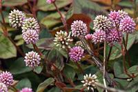 Bodendecker  Da denkt man, man hätte mal was ganz Exotisches fotografiert, um dann zu Hause festzustellen, dass es sich hier um einen gerne im Gartenbereich angepflanzten Bodendecker aus dem Himalayagebiet handelt. Okay, ist letztlich auch exotisch und vor allen Dingen sehr hübsch.   Pink-headed Persicaria  (Persicaria capitata)  Köpfchen-Knöterich : Pink-headed Persicaria,Persicaria capitata,Köpfchen-Knöterich