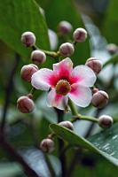 Clusia  Wieder eine Pflanze des kühlen Hochland-Nebelwaldes, deren Identifikation aufgrund der expliziten Blüte eigentlich leichtfallen sollte. Leider war über die Gattung hinaus noch keine Festlegung möglich.    Clusia sp. : Clusia sp.