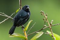 Darf man noch "Mohr" sagen?  Zum Abschluß unseres Arenal Aufenthalts erscheint auch noch das Männchen des vorhin gezeigten braunen Pfäffchen-Weibchens. Hier im Hochland präsentiert er sich fast komplett schwarz, die männliche Population des tiefergelegenen Pazifikküstenstreifens ist dagegen deutlich variabler mit erheblich mehr Weiß ausgestattet.   Variable Seedeater  (Sporophila corvina)  male Mohrenpfäffchen, Dunkelspelzer : Variable Seedeater,Sporophila corvina,Mohrenpfäffchen,Dunkelspelzer