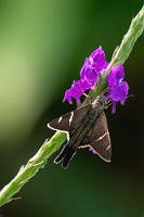 Dickkopf  Obwohl das Erscheinungsbild es nahelegt, gehört dieser Falter nicht zu den Motten, auch nicht zu den Schwalbenschwänzen, sondern es ist ein Schmetterling aus der Familie der Dickkopffalter.   Teleus Longtail  (Urbanus teleus) : Teleus Longtail,Urbanus teleus