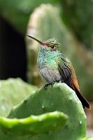 Diesmal auf 'nem Kaktus  Der als sehr robust geltende Kolibri hat sich an jedes Biotop Costa Ricas angepaßt und begrüßt uns auch gleich im Hochland wieder auf einem Kaktus sitzend.   Rufous-tailed Hummingbird  (Amazilia tzacatl)  female Braunschwanzamazilie : Rufous-tailed Hummingbird,Amazilia tzacatl,Braunschwanzamazilie