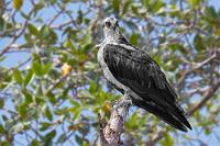 Eigentlich kein Adler  Sondern als Greifvogel mit besonderen Merkmalen der monotypischen  Familie  Pandionidae  zugeordnet!  Wenig erstaunlich sind auch am Río Tarcoles die weltweit verbreiteten Fischadler als Winterzieher aus Nordamerika eingetroffen.   Osprey  (Pandion haliaetus)  Fischadler : Osprey,Pandion haliaetus,Fischadler