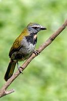 Eintänzer  Ein über Mittelamerika bis weit hinein nach Amazonien verbreiteter Vogel aus der Tangarenfamilie, der in Wäldern lebt und sich von Früchten und gelegentlichen Insekten ernährt.   Buff-throated Saltator  (Saltator maximus)  Buntkehlsaltator  Saltator  lat.: Tänzer, Pantomime : Buff-throated Saltator,Saltator maximus,Buntkehlsaltator