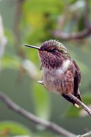 Elfchen  Wir bleiben im Hochland, sind aber etwas weiter in die Talamanca Range vorgestoßen, wo es nachts in Höhen bis 3000 m auch schon mal empfindlich kalt werden kann. Etwas schlichter gefärbt als ihr Mann und ohne das leuchtende Lätzchen, begrüßt uns diese kleine Elfe in unserem neuen Quartier.   Volcano Hummingbird  (Selasphorus flammula)  female Talamanca Vulkanelfe : Volcano Hummingbird,Selasphorus flammula,Vulkanelfe