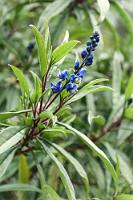 Endemisch  Die Gattung  Monnina  ist in der Neuen Welt mit über 150 Arten vertreten. Die hier abgebildete Pflanze ist aber ausschließlich in Costa Rica endemisch. Im Páramo Ecuadors sahen wir die verwandte  Monnina crassifolia .    Monnina costaricensis : Monnina costaricensis