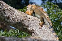 Er hat sie  ...die drei Nasenhöcker. Wenn auch aus dieser Perspektive nicht sichtbar. Trotz anderslautender Aussagen, ist die räumliche Trennung zwischen  I. i. iguana  und  I. i. rhinolopha  nicht eindeutig. Uns selber begegnete später auf der Reise ein eindeutig höckerloser Grüner.   Green Iguana  (Iguana iguana rhinolopha)  male Grüner Leguan (Mittelamerikavariante) : Green Iguana,Iguana iguana rhinolopha,Grüner Leguan