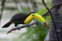 Farbenfroh  Der Fischertukan zeichnet sich durch eine individuell unterschiedliche Gesichts- und Schnabelfärbung aus. Bei manchen Tieren ist die nackte Gesichtshaut reingelb, bei anderen ist sie um das Auge grünlich bis hin zu einer gänzlich grünen Gesichtshaut. Die Schnäbel variieren in Farbton und Muster und auch die Beine changieren von leuchtend blau bis matt grünlich. Während der etwas größere, eng verwandte Goldkehltukan in ganz Costa Rica anzutreffen ist, beschränkt sich das Vorkommen des Fischertukans auf die östlichen Tieflande.   Keel-billed Toucan  (Ramphastos sulfuratus)  Fischertukan : Keel-billed Toucan,Ramphastos sulfuratus,Fischertukan
