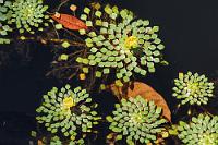 Fraktal  Wir lassen uns von dem Wegelagerer... ähhh, bussard, nicht einschüchtern und passieren auf dem Pfad stille Lagunen, die von einer ausgesprochen geometrischen Pflanze bewachsen sind.   Mosaic Flower  (Ludwigia sedoides)  Mosaikpflanze : Mosaic Flower,Ludwigia sedoides,Mosaikpflanze