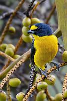 Frugivore  Dieser kleine Finkenvogel ist ein reiner Fruchtfresser, der sich vorzugsweise von Mistelbeeren aber auch von reifen Früchten wie Feigen und Bananen ernährt. Lediglich während der Brutzeit jagt er kleine Insekten, die ausschließlich an den Nachwuchs verfüttert werden.   Yellow-throated Euphonia  (Euphonia hirundinacea)  male Schwalbenorganist : Yellow-throated Euphonia,Euphonia hirundinacea,Schwalbenorganist