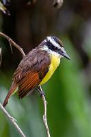 Gelbscheitel  Nach Dauerregen hockt dieser Tyrann eher da wie ein begossener Pudel. Immerhin enthüllt sein nasses Kopfgefieder endlich mal deutlich den sonst meist verdeckten gelben Scheitel.   Great Kiskadee  (Pitangus sulphuratus)  Schwefelmaskentyrann, Schwefeltyrann : Great Kiskadee,Pitangus sulphuratus,Schwefelmaskentyrann,Schwefeltyrann