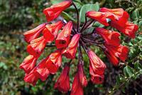 Glockenblütler  Die Gattung Bomarea umfaßt an die 100 Arten, teilweise Bodendecker, mehrheitlich aber Kletterpflanzen, die von Mexiko aus über die Höhenlagen von Mittelamerika bis hinunter nach Chile vorkommen. In Ecuador begegneten wir ihnen am Ufer der Laguna Carichocha.     Bomarea hirsuta : Bomarea hirsuta