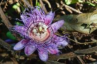 Glücksache  Unter der mehr als 400 Arten umfassenden Gattung  Passiflora  die richtige Pflanze anhand der Blüte zu identifizieren, ist mehr oder weniger Glücksache. Am ehesten paßt hier noch die Königs-Grenadille, die in Mittelamerika, auf den karibischen Inseln und im nördlichen Südamerika verbreitet ist.   Giant Granadilla  (Passiflora quadrangularis)  Königs-Grenadille : Passion Vine,Passiflora incarnata,Winterharte Passionsblume