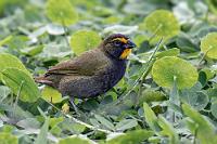Grashalm  Die deutsche Übersetzung des "Grassquit" weist ziemlich genau auf die Hauptnahrungsquelle dieser kleinen, mit den Seedeatern eng verwandten  Tangare hin, die sich, unermüdlich durch die Wiese hüpfend, dem mühsamen Abernten kleiner Samenkörner von Grashalmen widmet.   Yellow-faced Grassquit  (Tiaris olivaceus)  male Großer Kubafink : Yellow-faced Grassquit,Tiaris olivaceus,Großer Kubafink