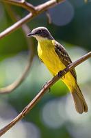 Graukappe  Noch einer aus der Reihe der vornehmlich Gelb, Braun, Weiß und Schwarz gefärbten Flycatcher, wobei hier Schwarz und Weiß zu Grau verschmolzen sind. Das Weibchen baut ein überdachtes Nest aus Ästen und Stroh, zum Schutz gerne in der Nähe von Bienen-, Wespen-, oder Ameisennestern, häufig auch in Nistgemeinschaften mit dem sehr ähnlichen Social Flycatcher.   Gray-capped Flycatcher  (Myiozetetes granadensis)  Graukappen-Maskentyrann : Gray-capped Flycatcher,Myiozetetes granadensis,Graukappen-Maskentyrann