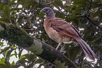Graukopf  Die grauköpfige Chachalaca gehört der gleichen Familie an wie Guane und Hokkos. Skurrilerweise lebt sie dort, wo wir gerade herkamen und wo eine Menge der zuvor besprochenen Arten ihre Verbreitungsgrenze haben, nicht: Im Nordwesten des Landes. Dafür besiedeln sie den gesamten restlichen Bereich...   Grey-headed Chachalaca  (Ortalis cinereiceps)  Graukopfguan : Grey-headed Chachalaca,Ortalis cinereiceps,Graukopfguan
