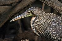 Grimmig  Ich würde auch grimmig gucken, wenn mir so viele Kleinviecher ums Auge krabbelten und mir die passenden Gliedmaßen fehlten, mich von diesen Krabblern zu befreien.   Bare-throated Tiger-Heron  (Tigrisoma mexicanum)  imm. Nacktkehlreiher : Bare-throated Tiger-Heron,Tigrisoma mexicanum,Nacktkehlreiher