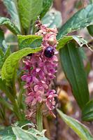 Höhenfest  Ein weiterer Wegbegleiter auf über 3000 m Höhe.    Phytolacca rugosa  Gattung Kermesbeere : Phytolacca rugosa