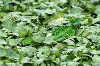 Ich sehe was, was du nicht siehst...  Der neben mir stehende Mittourist starrte auf meinen Fingerzeig hin angestrengt ins Grüne – und sah ihn nicht! Gerne hätte auch ich ihn optimal freigestellt in seinem bevorzugten Habitat auf einem Ast balancierend abgelichtet. Er fühlte sich aber offensichtlich so wohl in seiner grünen Deckung, dass er wirklich stundenlang so verharrte, um dann plötzlich ansatzlos mit einem Sprint unverfolgbar im Unterholz zu verschwinden.   Plumed Basilisk or Green Basilisk  (Basiliscus plumifrons)  male Stirnlappenbasilisk : Plumed Basilisk,Green Basilisk,Basiliscus plumifrons,Stirnlappenbasilisk