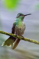 Jakobinerin  Recht variabel in der Kehl- und Brustbefiederung verrät sich dieses Kolibriweibchen besonders durch die weißspitzige Schwanzbefiederung als Jakobinerin.   White-necked Jacobin  (Florisuga mellivora)  female Weißnackenkolibri od. Jakobinerkolibri : White-necked Jacobin,Florisuga mellivora,Weißnackenkolibri,Jakobinerkolibri