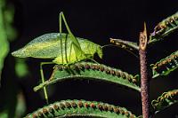 Katydid  Insekten der Familie   Tettigoniidae  werden im Amerikanischen gemeinhin als Katydiden bezeichnet, eine Grashüpfer Ordnung, die über 6000 Arten verzeichnet. Die meist blattähnlich getarnten Hüpfer zeichnen sich durch besonders lange Fühler und einen länglichen Kopf mit eiförmigen Augen aus. Als Gattung liegt hier  Orophus  am nächsten, die Art ist aber nahezu unmöglich zu bestimmen.    Orophus sp. (O. tessellatus ?) : Orophus sp.,Orophus tessellatus