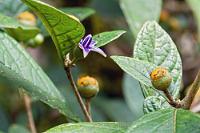 Keine Kartoffel  Aber ebenfalls ein Nachtschattengewächs!    Lycianthes sanctaeclarae : Lycianthes sanctaeclarae