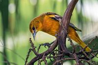 Lebenslang treu  Bei der monogam lebenden Art folgt das Weibchen treu dem Männchen (oder umgekehrt?) aus ihren nordostamerikanischen Brutgebieten bis ins Winterquartier.   Baltimore Oriole  (Icterus galbula)  female Baltimoretrupial : Baltimore Oriole,Icterus galbula,Baltimoretrupial