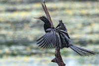 Leider kein Vorbild  Nach zwei Tagen strömenden Regens naht der Abschied. Das Vorbild dieses Schlangenhalsvogels zur Trocknung unserer Klamotten taugt leider nicht zur Nachahmung, denn die Luftfeuchtigkeit ist so hoch, dass man sie nur feucht verstauen kann.   Anhinga  (Anhinga anhinga)  male Schlangenhalsvogel : Anhinga,Anhinga anhinga,Schlangenhalsvogel