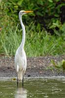 Long neck  Wie wir wohl aussähen, wäre unser Hals auch so lang wie der restliche Körper?   Great Egret  (Ardea alba)  Silberreiher : Great Egret,Ardea alba,Silberreiher