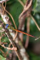 Lotsenlibelle  Ein weiterer Bewohner der Reserva Biológica, aufgenommen in sonnigeren Momenten.   Fiery Darner  (Coryphaeschna diapyra)  female : Icarus Darner,Coryphaeschna apeora