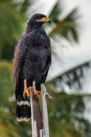 Majestätisch  Jedenfalls so "majestätisch", wie man aussehen kann, wenn man auf einem zersplitterten Pfahl hockt.   Common Black Hawk  (Buteogallus anthracinus)  Krabbenbussard : Common Black Hawk,Buteogallus anthracinus,Krabbenbussard