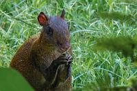 Mümmelmann  Im Gras hockt derweil ein Aguti und mümmelt seelenruhig vor sich hin.   Central American agouti  (Dasyprocta punctata)  Mittelamerikanisches Aguti : Central American agouti,Dasyprocta punctata,Mittelamerikanisches Aguti