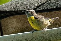 Naschwassertränke  Auch wenn das aus der Hüfte geschossene Regenrinnenfoto des etwas zerzausten Zuckervogels maximal Dokuqualität aufweist, erkennt man im helleren Lätzchen deutlich den Unterschied zu  Coereba flaveola uropygialis , der uns auf Curaçao adoptiert hatte.   Bananaquit  (Coereba flaveola mexicana)  Zuckervogel : Bananaquit,Coereba flaveola,Zuckervogel