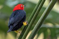 Nicht Balzbereit  Noch einmal kam Pipra kurz vorbei, gönnte uns aber keinen Balztanz (noch nicht einmal Maren, die ihn extra mit der Videokamera filmte) und auch kein 'Geschnurre' seiner mit 80 Hz zusammenschlagenden Flügelspitzen. Sehr unkooperativ!  Red-capped Manakin  (Ceratopipra mentalis)  male  Gelbhosen Pipbra : Red-capped Manakin,Ceratopipra mentalis,Gelbhosen Pipbra male