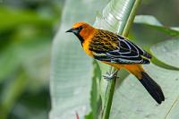 Nur hier  Es scheint bei den Verbreitungsgebieten einiger Tierarten, die vornehmlich im nördlichen Mittelamerika anzutreffen sind, eine natürliche Verbreitungsgrenze zu geben, die in Costa Rica gerade noch die nordwestliche Pazifikküste und die Guanacaste-Halbinsel einschließt. Im Gegensatz zu dem später noch reichlich gewürdigten Baltimore Trupial, den wir überall antrafen, sahen wir den, mit dem auffälligen Rückengefieder ausgestatteten Piroltrupial, deshalb auch nur in dieser Ecke Costa Ricas.   Streak-backed Oriole  (Icterus pustulatus)  male Piroltrupial : Streak-backed Oriole,Icterus pustulatus,Piroltrupial