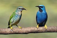 Paargespräch  Eheleute beim Besprechen der notwendigen Wochenendeinkäufe, sowie des Speisezettels für die nächsten Tage. Evtl. auch Fragen der Kindererziehung...   Shining Honeycreeper  (Cyanerpes lucidus)  female, male Azurnaschvogel : Shining Honeycreeper,Cyanerpes lucidus,Azurnaschvogel