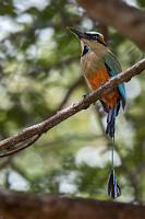 Pájaro Bobo  Wenig schmeichelhaft, wird der Türkisbrauenmotmot in Costa Rica als "Dummer Vogel" bezeichnet, weil er Menschen wohl recht nah an sich heran läßt. Möglicherweise sind es wohl eher dumme Menschen, die das arttypische Wedeln der langen Schwanzfahnen nicht als interspezifischen Hinweis versteht, dass er schon lange bemerkt wurde und deswegen keine Gefahr darstellt ;-).   Turquoise-browed Motmot  (Eumomota superciliosa)  Türkisbrauenmotmot : Turquoise-browed Motmot,Eumomota superciliosa,Türkisbrauenmotmot