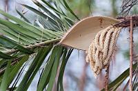Palmfrucht  Eigentlich sollte man annehmen, eine solch hübsche Frucht ließe sich irgendwo im Netz finden. Leider war selbst nach Durchstöbern sämtlicher (?) in Costa Rica heimischer Palmarten nichts Passendes zu finden. Falls jemand was weiß – bitte Info!