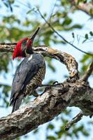 Profiteur  Der Linienspecht bevorzugt Waldränder, offene Gelände, Gärten und Anlagen, womit er stark von der menschlichen Zersiedelung profitiert, was sich auch in zunehmenden Bestandszahlen niederschlägt.   Lineated Woodpecker  (Dryocopus lineatus)  male Linienspecht : Lineated Woodpecker,Dryocopus lineatus,Linienspecht