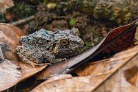 Regenfrosch  Das mit dem Regen kann man getrost wörtlich nehmen. Es goß in Strömen, als wir an unserem Ziel ankamen. Und wenn der regenschirmbewehrte Lodge Eigentümer uns nicht winkend versichert hätte, die Abfahrt zur Rezeption über den völlig verschlammten Zuweg wäre ungefährlich, wir ständen wohl heute noch oben an der Straße.   Pacific Broad-headed Litter Frog, Crested Treeswift  (Craugastor rugosus)  Artname: Regenfrosch : Pacific Broad-headed Litter Frog,Crested Treeswift,Craugastor rugosus,Regenfrosch